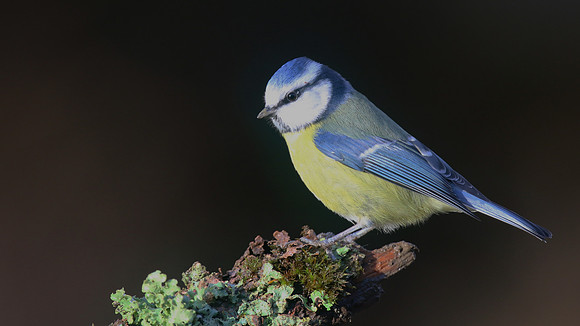 Blue Tit, Forest of Dean, January 2016