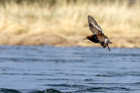 Ruff, Sandfjordneset, Norway June 2025