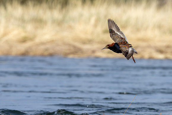 Ruff, Sandfjordneset, Norway June 2025