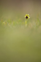 Early Spider-Orchid, Dorset Coast, April 2023