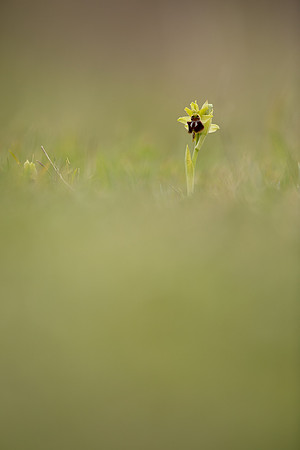Early Spider-Orchid, Dorset Coast, April 2023