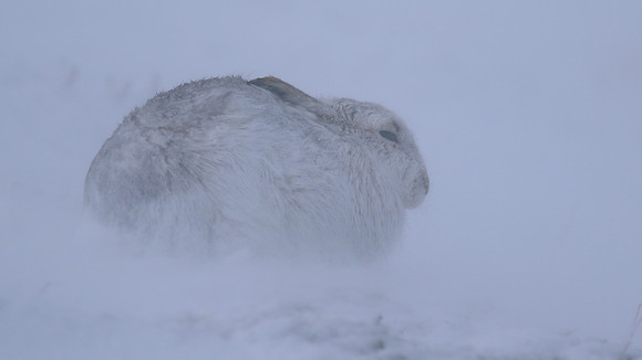 Mountain Hare, Findhorn Valley, February 2016