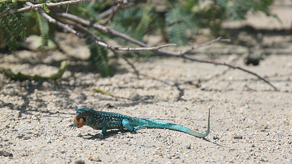 Aruban Whiptail Lizard, Alto Vista Chapel, Aruba, November 2015