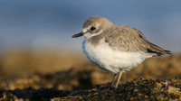 Greater Sand Plover, Paphos Headland, October 2016.
