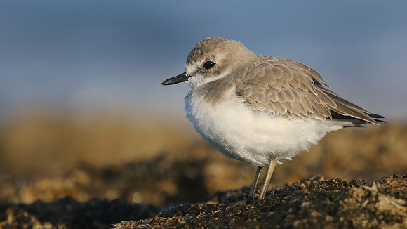 Greater Sand Plover, Paphos Headland, October 2016.