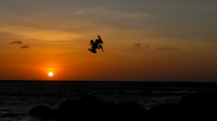 Brown Pelican, Arashi Beach, Aruba, November 2015