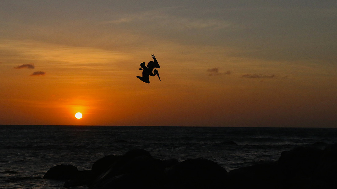 Brown Pelican, Arashi Beach, Aruba, November 2015