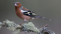 Chaffinch