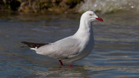 Silver Gull, Cairns, November 2013