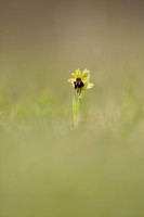 Early Spider-Orchid, Dorset Coast, April 2023