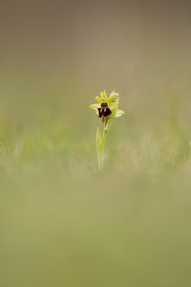 Early Spider-Orchid, Dorset Coast, April 2023