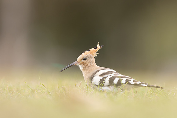 Hoopoe, Swansea, October 2024