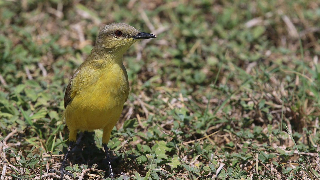 Cattle Tyrant, Tierra del Sol, Aruba, November 2015