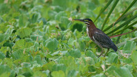Green Heron, Bubali Pond, Aruba, November 2015