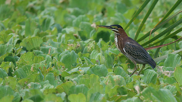Green Heron, Bubali Pond, Aruba, November 2015