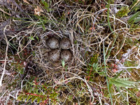 Temmincks Stint, Persfjorden, Norway, June 2025