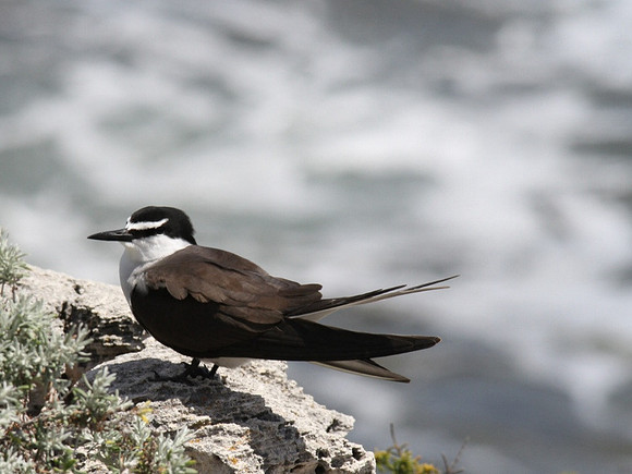 Bridled Tern, Rottnest Island, November 2013.