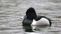 Ring-necked Duck, Pitlochry, February 2016