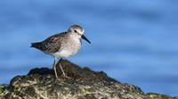 Least Sandpiper, Arashi Beach, Aruba, November 2015