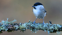 Marsh Tit, Forest of Dean, January 2016