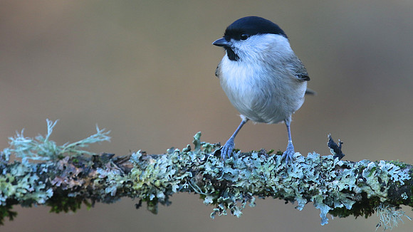 Marsh Tit, Forest of Dean, January 2016