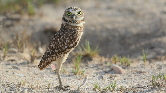 Burrowing Owl, Palm Beach, Aruba, November 2015