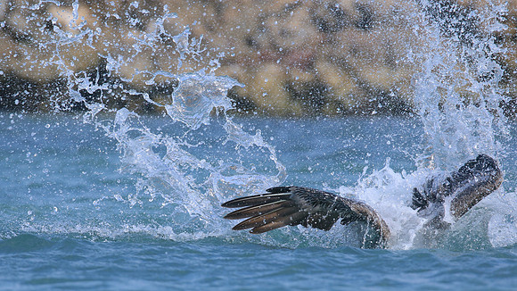 Brown Pelican, Arashi Beach, Aruba, November 2015