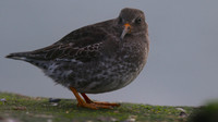 Purple Sandpiper, Burghead, February 2016