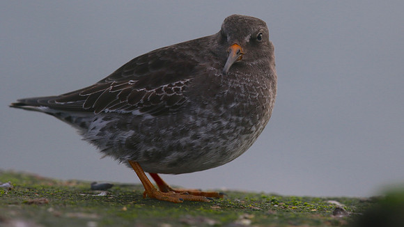 Purple Sandpiper, Burghead, February 2016
