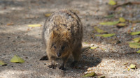 Quokka, Rottnest Island, November 2013