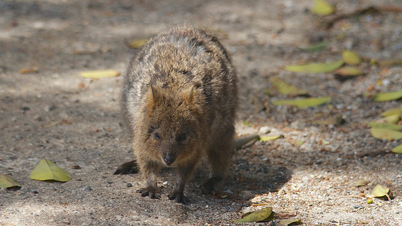 Quokka, Rottnest Island, November 2013