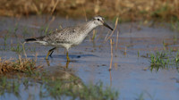 Knot, Logoa dos Salgados, Portugal, September 2015.