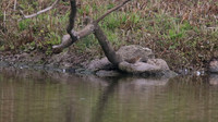 Little Crake, Slimbridge, October 2015.
