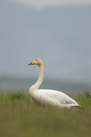 Whooper Swan, Floi, Iceland, June 2022