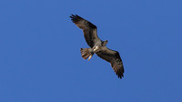 Osprey, Aruba, November 2015