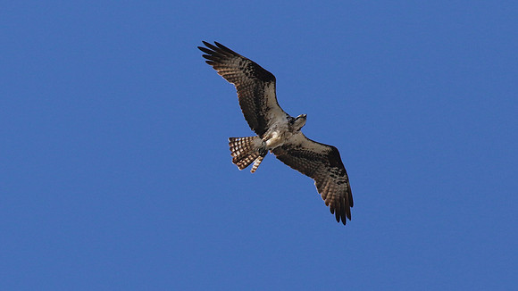 Osprey, Aruba, November 2015
