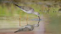 Greater Yellowlegs, Palm Beach, Aruba, November 2015