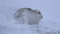 Mountain Hare, Findhorn Valley, February 2016