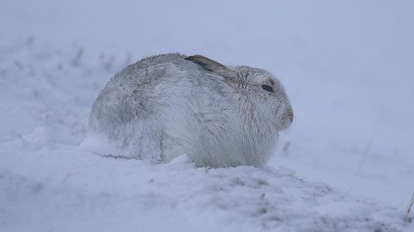 Mountain Hare, Findhorn Valley, February 2016