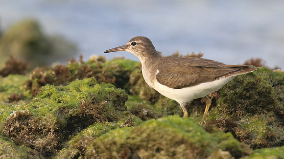 Spotted Sandpiper, Arashi Beach, Aruba, November 2015