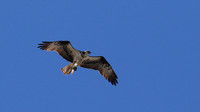 Osprey, Aruba, November 2015