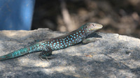Aruban Whiptail Lizard