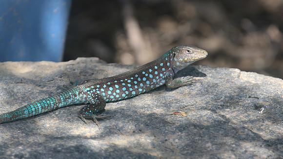 Aruban Whiptail Lizard, Alto Vista Chapel, Aruba, November 2015.