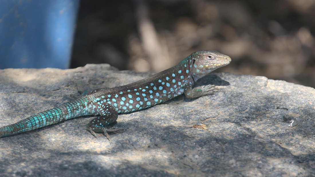 Aruban Whiptail Lizard, Alto Vista Chapel, Aruba, November 2015.