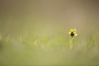 Early Spider-Orchid, Dorset Coast, April 2023