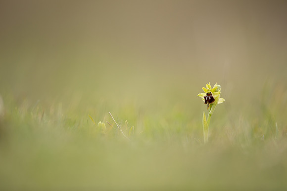 Early Spider-Orchid, Dorset Coast, April 2023