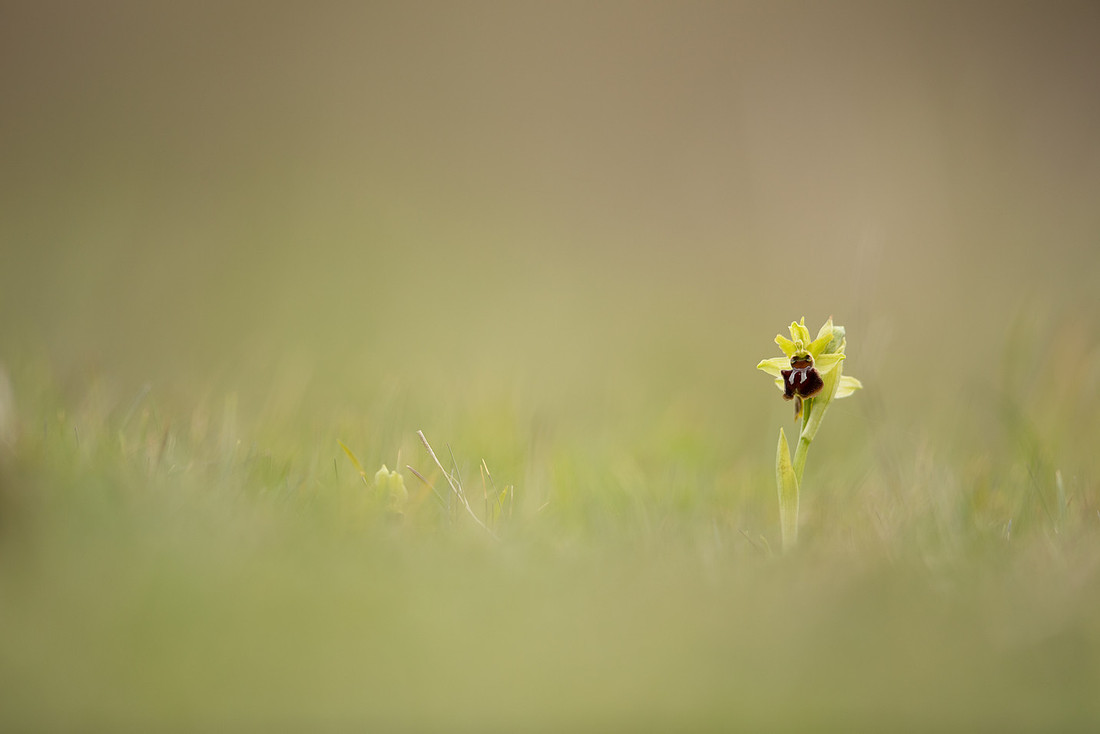 Early Spider-Orchid, Dorset Coast, April 2023