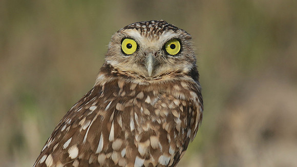 Burrowing Owl, Palm Beach, Aruba, November 2015