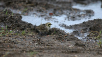 Shorelark, Hartlepool Headland, January 2016