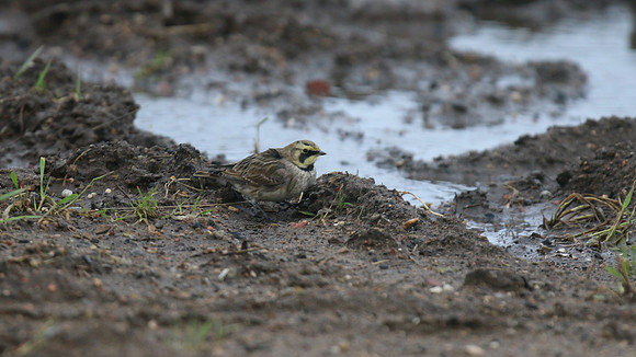Shorelark, Hartlepool Headland, January 2016